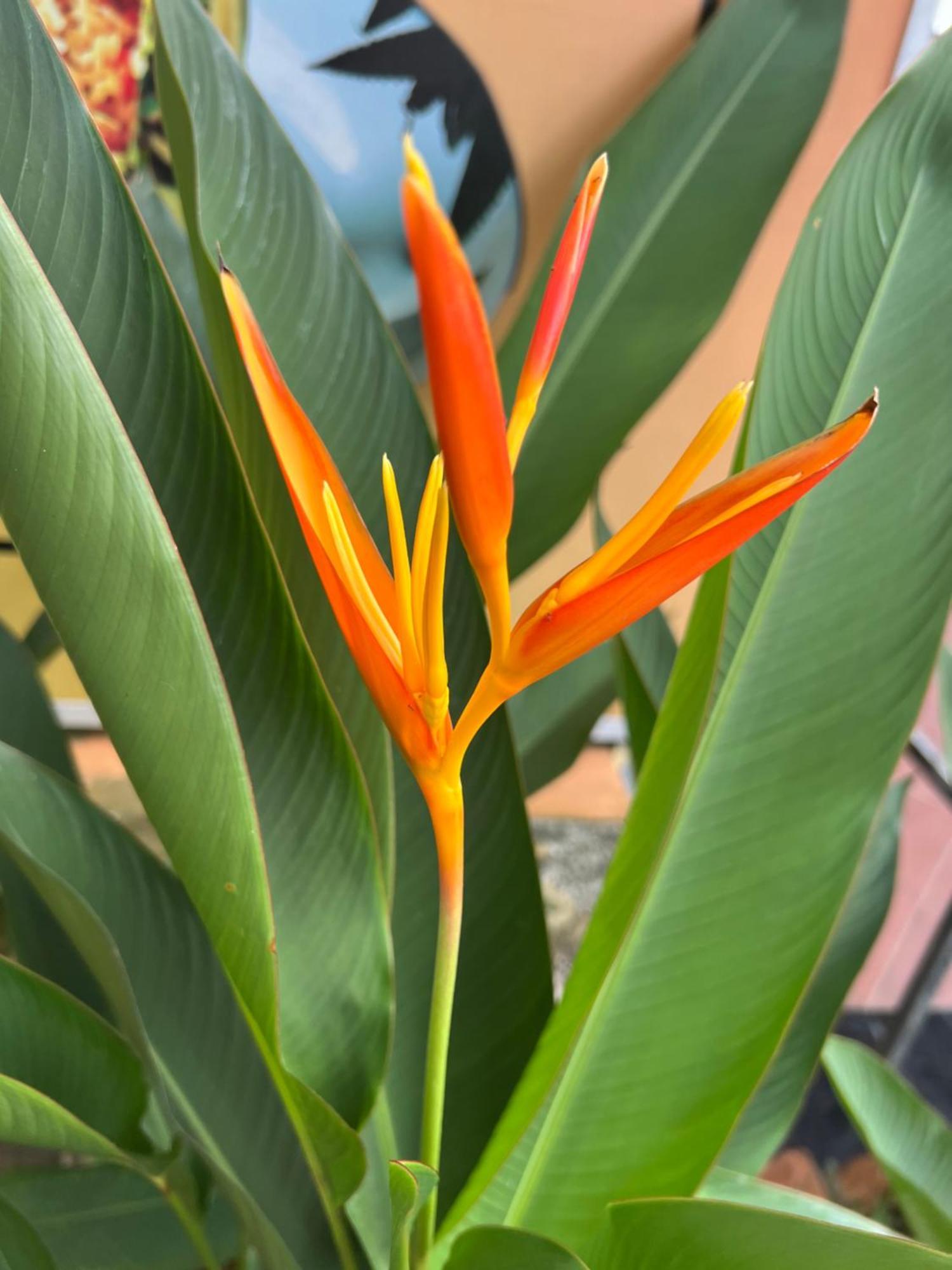 Tropical Garden Phu Quoc Daire Dış mekan fotoğraf