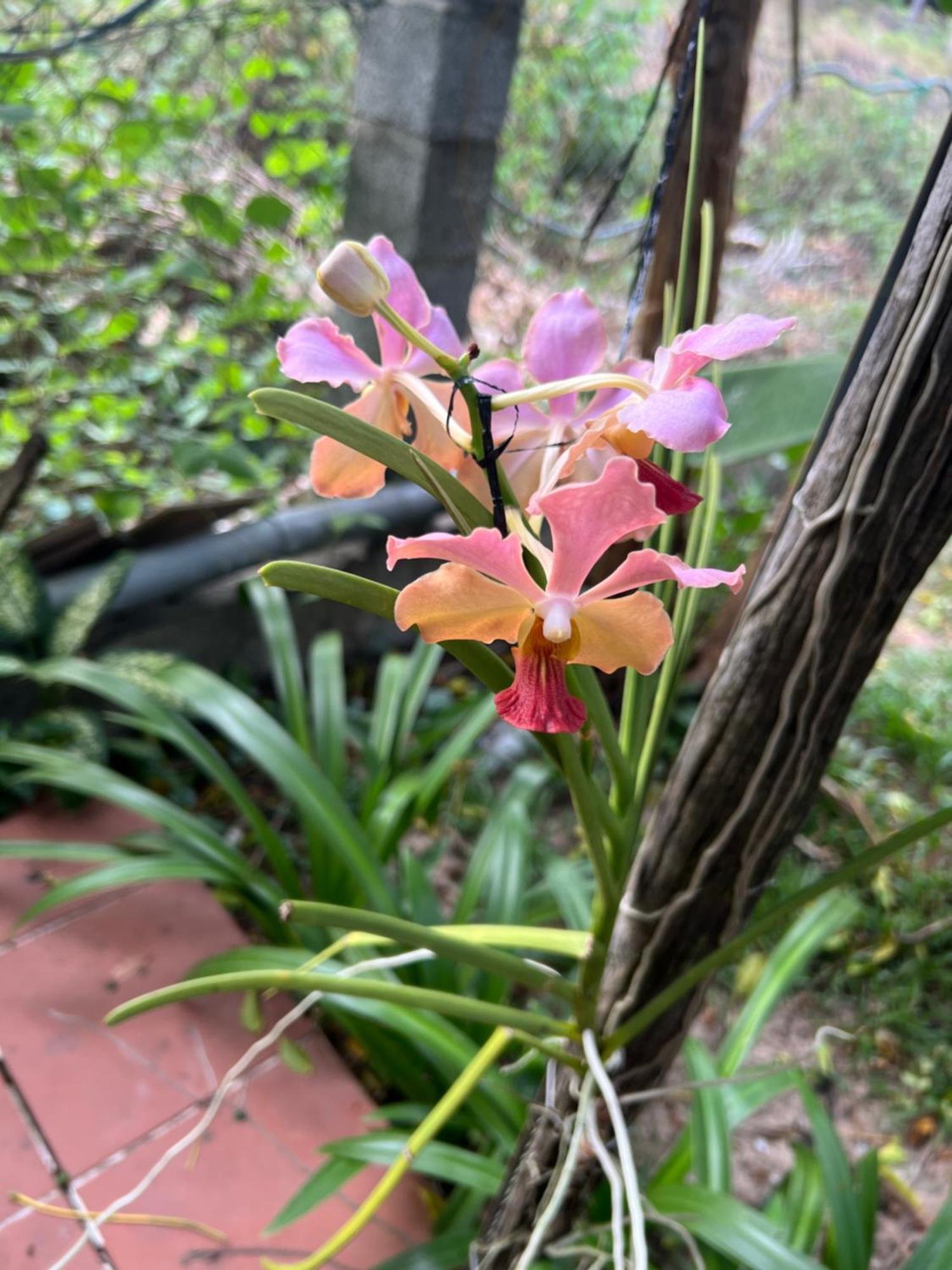 Tropical Garden Phu Quoc Daire Dış mekan fotoğraf